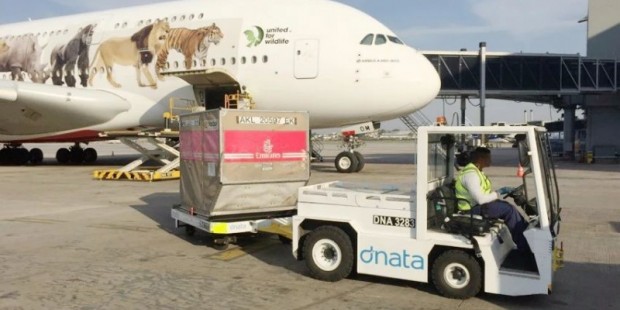 實力制勝！比亞迪在巴西銷售數(shù)千臺鋰電叉車